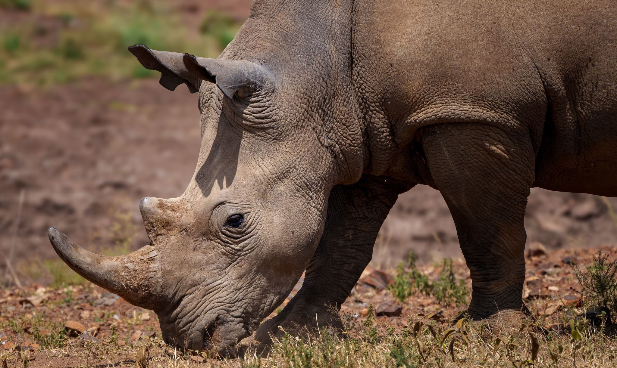 Southern white rhinoceros